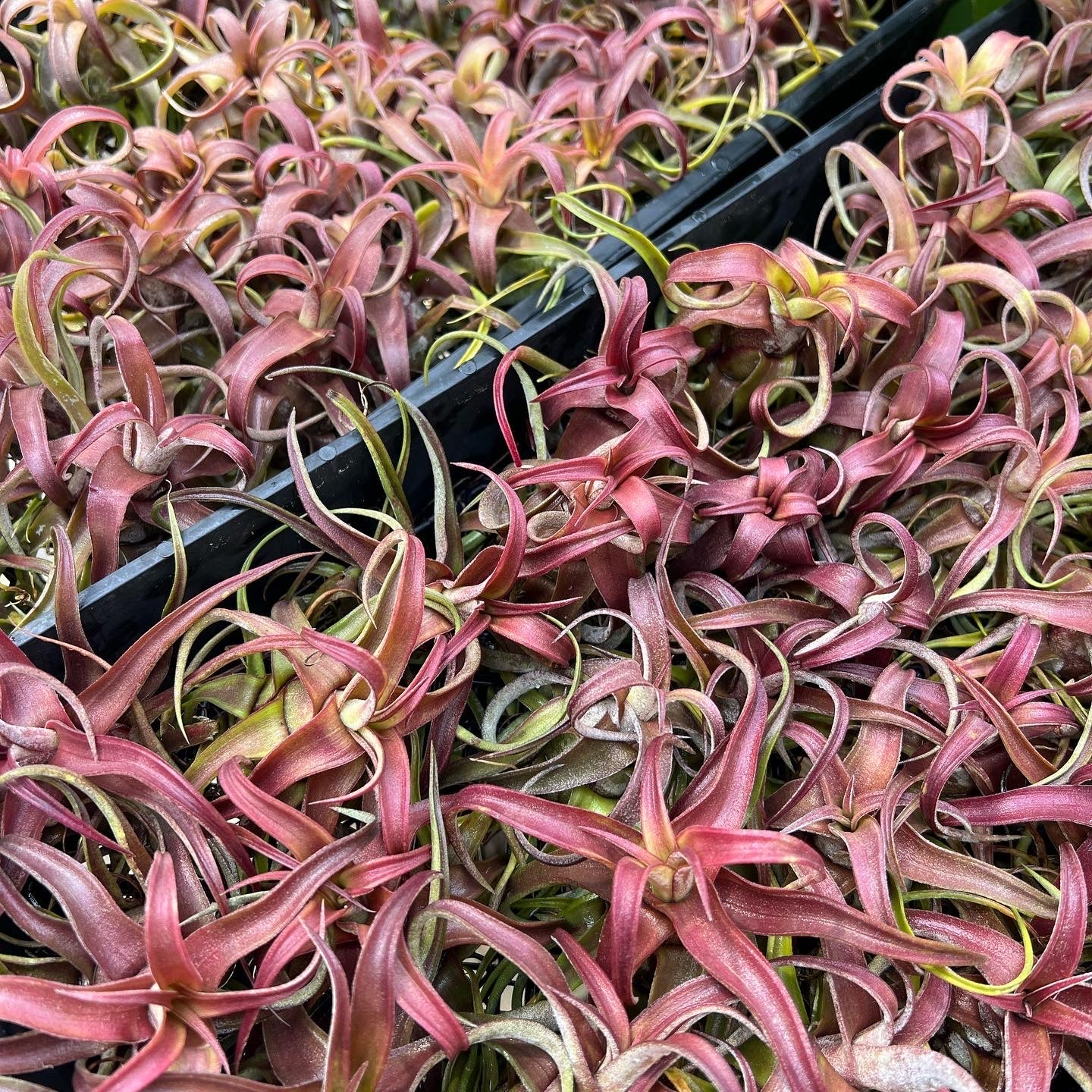 Tillandsia 'Red Robin'(レッドロビン)TF子株 Tillandsia 'Red Robin' – Tropiflora