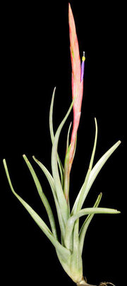Tillandsia schatzlii - Tropiflora