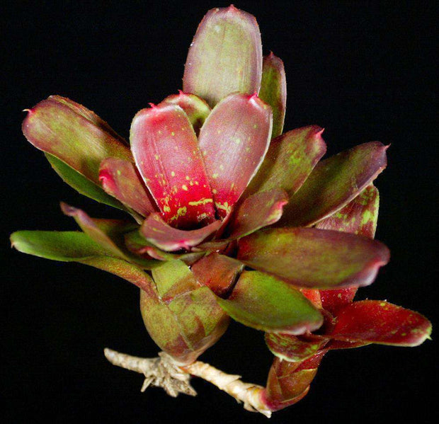 Neoregelia 'Gene McKenzie' - Tropiflora