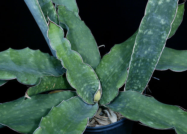 Sansevieria bhitalae 'Super Clone'