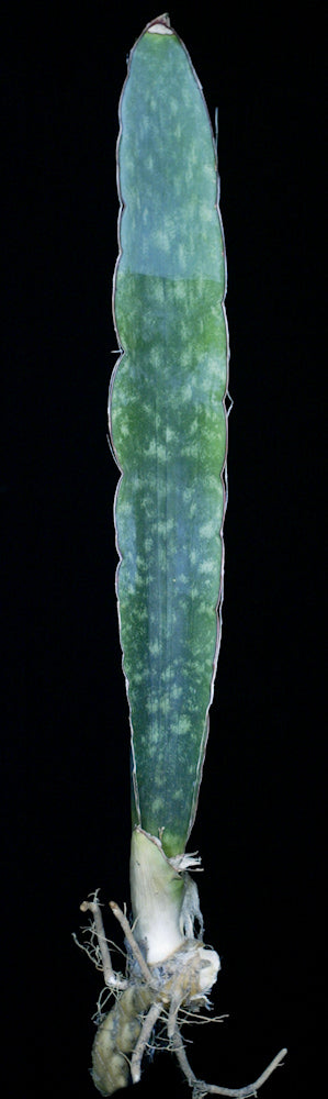 Sansevieria bhitalae 'Super Clone'