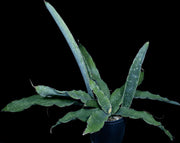 Sansevieria bhitalae 'Super Clone'