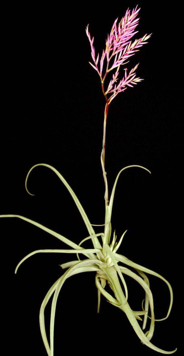 Tillandsia straminea - Tropiflora