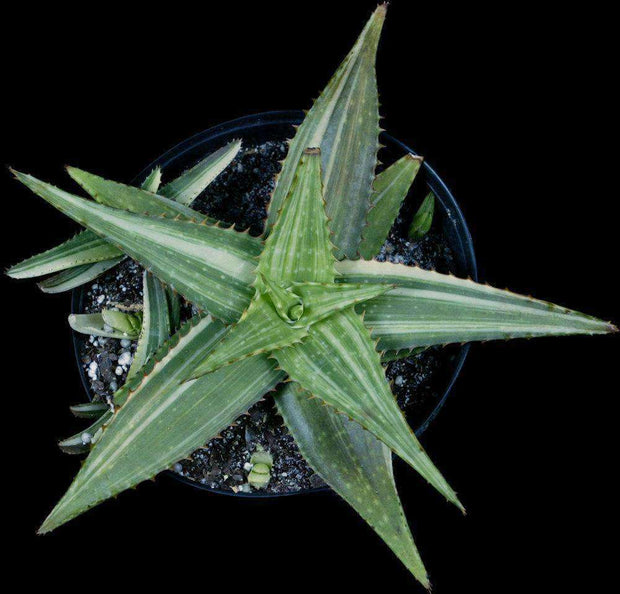 Aloe saponaria hybrid variegated - Tropiflora