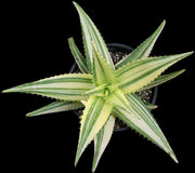 Aloe saponaria hybrid variegated - Tropiflora