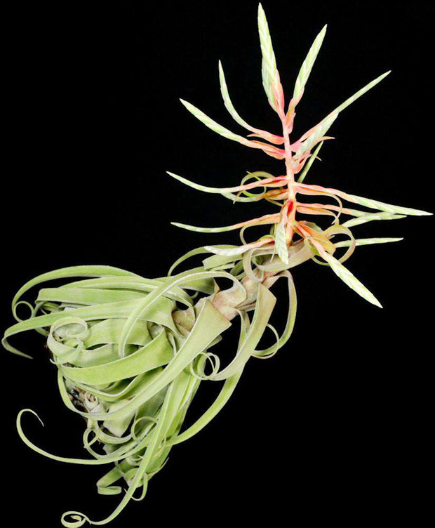 Tillandsia streptophylla - Tropiflora