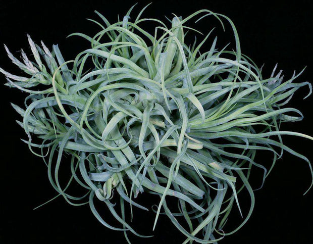Tillandsia streptophylla - Tropiflora