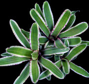 Neoregelia 'Balboa' - Tropiflora