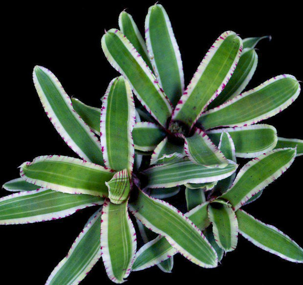 Neoregelia 'Balboa' - Tropiflora