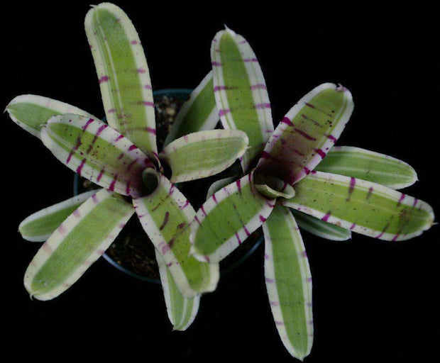 Neoregelia 'Balboa' - Tropiflora