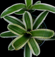 Neoregelia 'Balboa' - Tropiflora