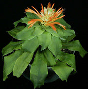 Pitcairnia tabuliformis - Tropiflora