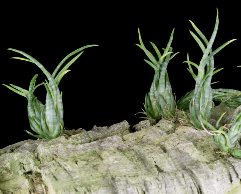 Tillandsia subulifera – Tropiflora