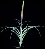 Tillandsia 'Wallu' - Tropiflora