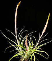 Tillandsia 'Wallu' - Tropiflora