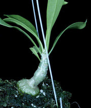 Myrmecodia beccari - Tropiflora