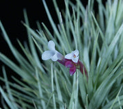 Tillandsia tenuifolia v. saxicola