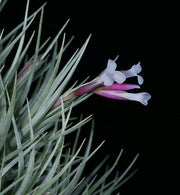 Bulk Air Plants: Tillandsia tenuifolia v. saxicola (Minimum of 10)