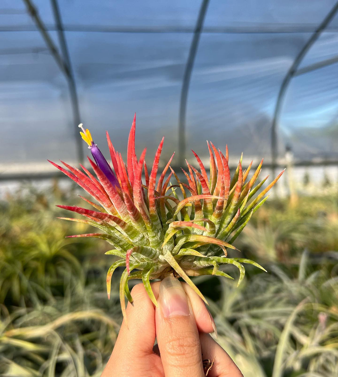Tillandsia ionantha 'Mexican Zebra' – Tropiflora