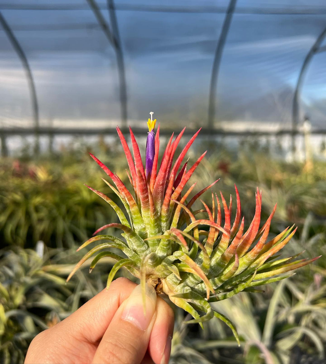Tillandsia ionantha 'Mexican Zebra' – Tropiflora