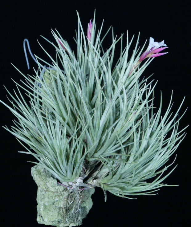 Tillandsia tenuifolia v. saxicola