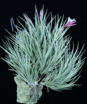 Bulk Air Plants: Tillandsia tenuifolia v. saxicola (Minimum of 10)