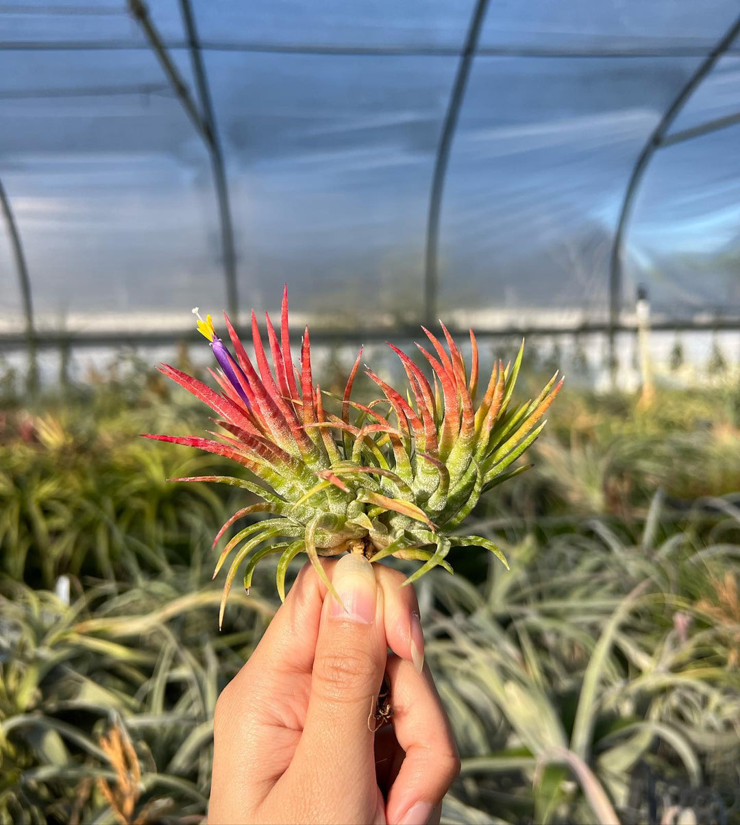 Tillandsia ionantha 'Mexican Zebra' – Tropiflora