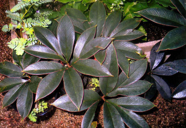 Amorphophallus atroviridis - Tropiflora