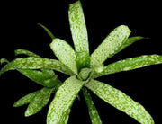 Billbergia 'Hummel's Fantasia' - Tropiflora