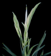 Tillandsia santosiae - Tropiflora