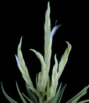Tillandsia santosiae - Tropiflora