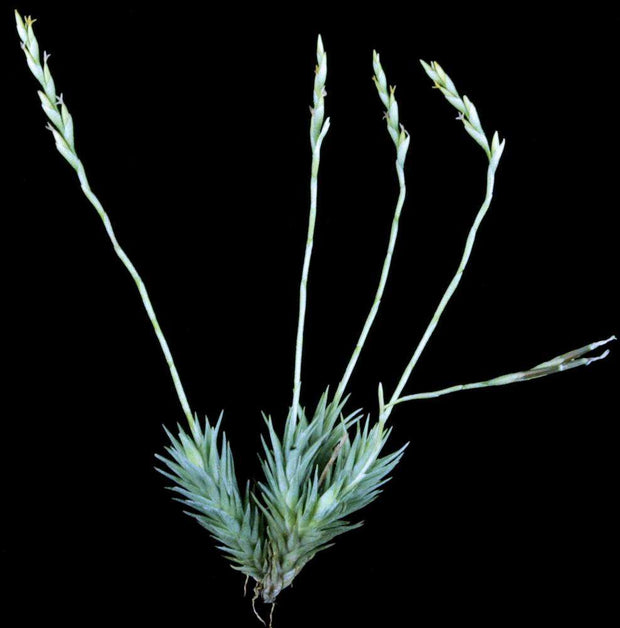 Tillandsia tricholepis - Tropiflora