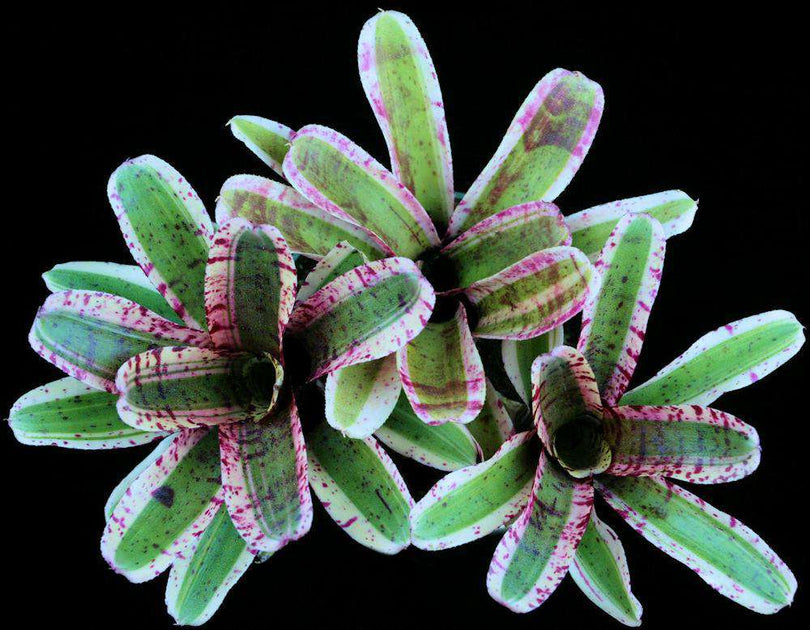 Neoregelia 'Alien' – Tropiflora