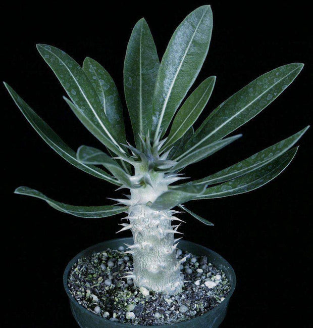 Pachypodium horombense - Tropiflora