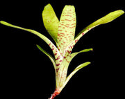 Neoregelia tigrina - Tropiflora