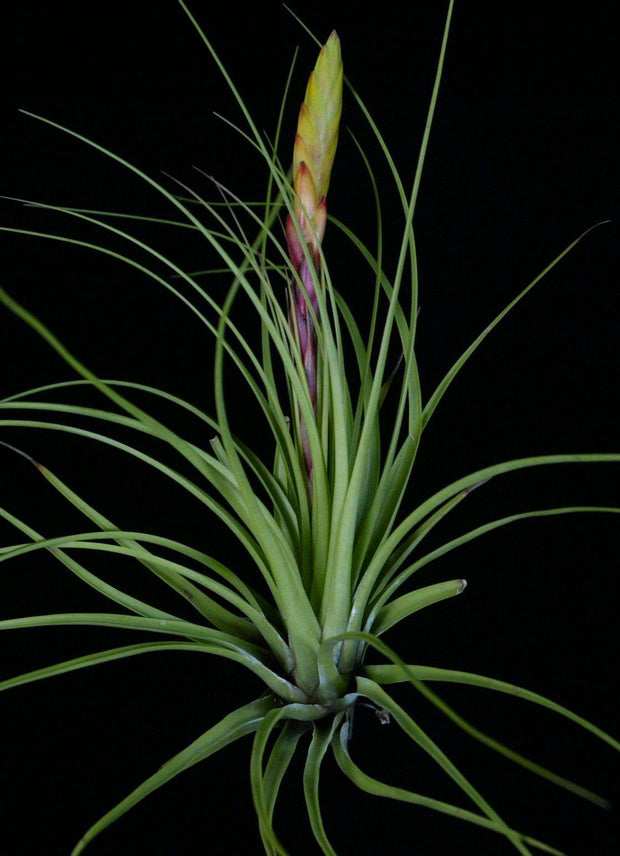 Tillandsia tricolor v. tricolor - Tropiflora