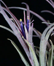 Tillandsia aff capitata 'Chiapas Mexico' - Tropiflora