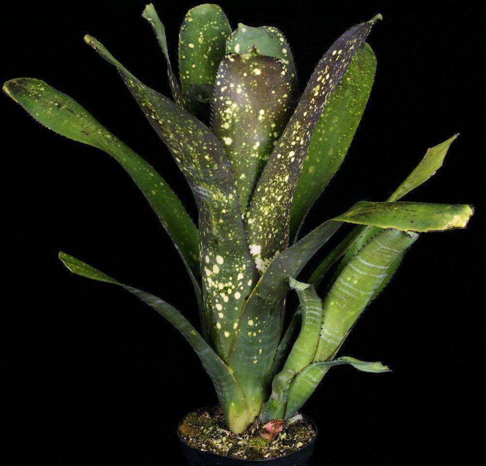 Billbergia 'Ole' – Tropiflora