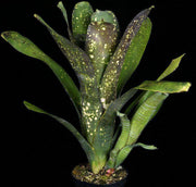 Billbergia 'Ole' - Tropiflora