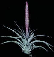 Tillandsia 'Silver Sword' - Tropiflora