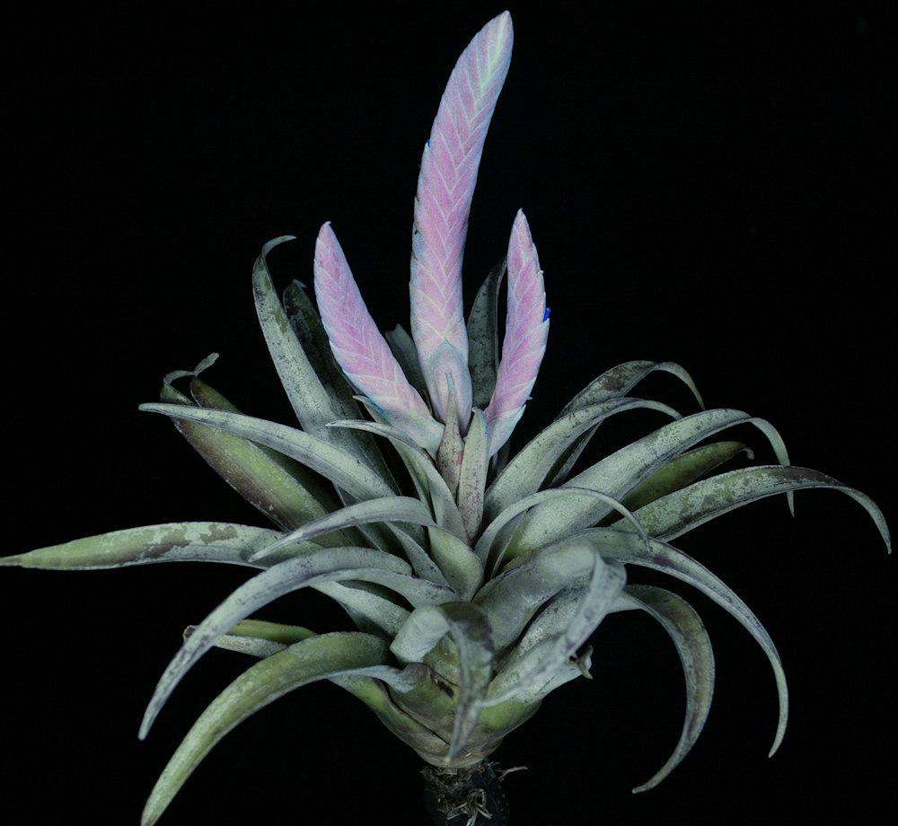 Tillandsia chiapensis Giant form チランジア・チアペンシス