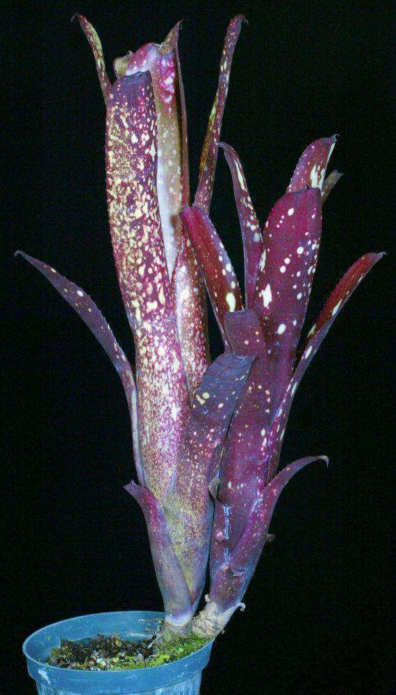 Billbergia 'High Spirit' - Tropiflora