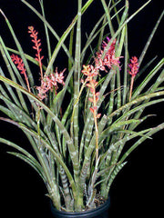 Neoglaziovia variegata - Tropiflora