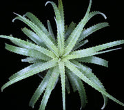 Hechtia 'Ventura'