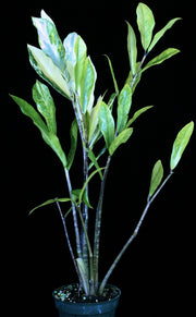 Zamioculcas zamiifolia 'Lancifolia' variegated