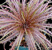 Dyckia dawsonii x choristaminea - Tropiflora