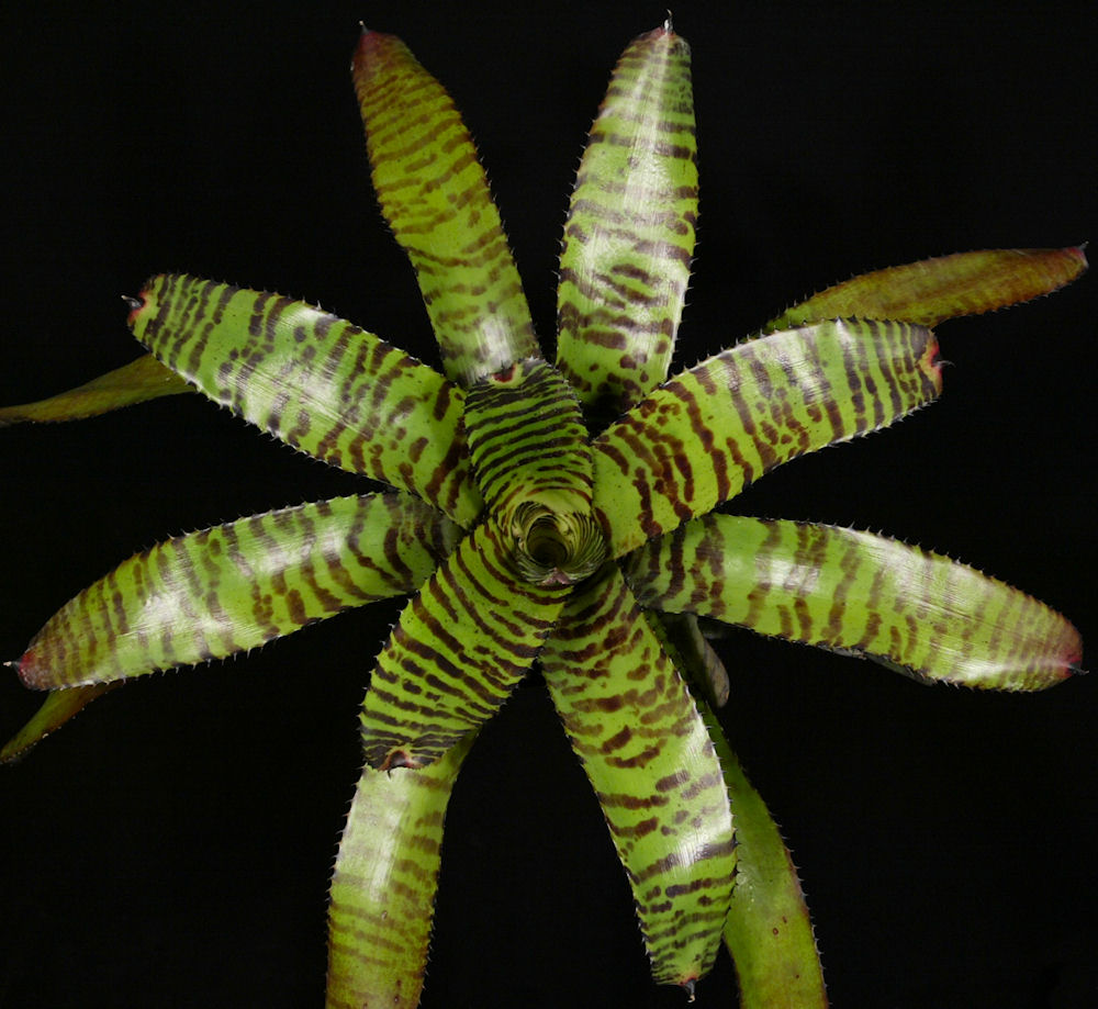 Neoregelia 'Norman Bates' – Tropiflora