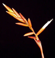 Vriesea corcovadensis - Tropiflora