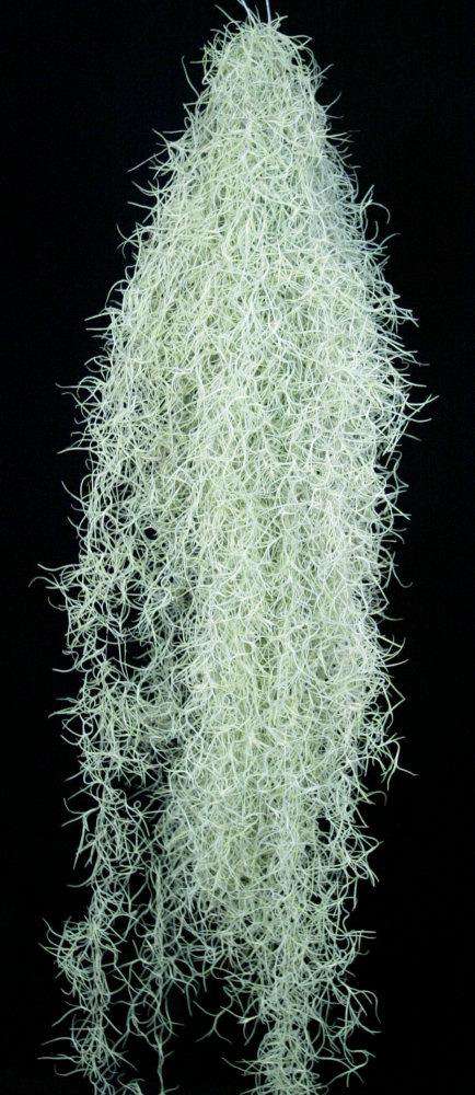 Tillandsia usneoides - Tropiflora