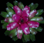 Neoregelia 'Lila' - Tropiflora